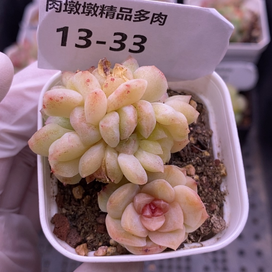 【闪购商品】13-33梦幻泡影