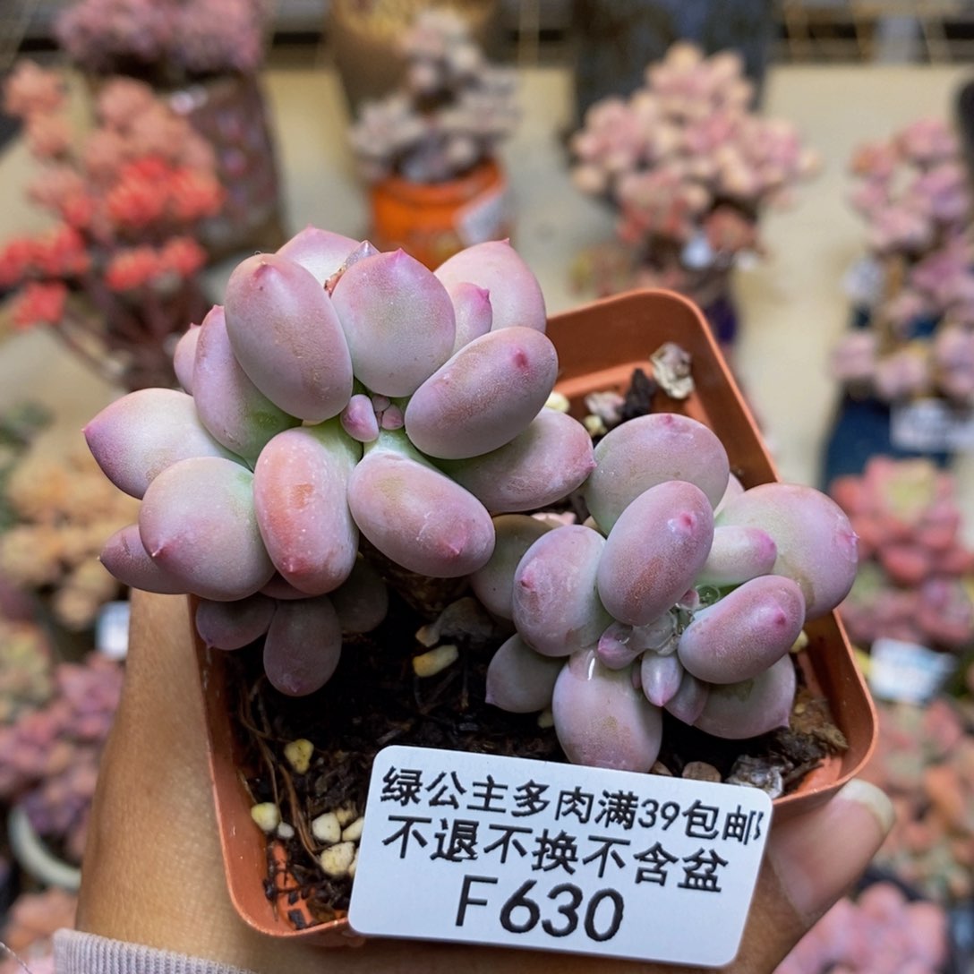 630苹果奶四代多肉5c m