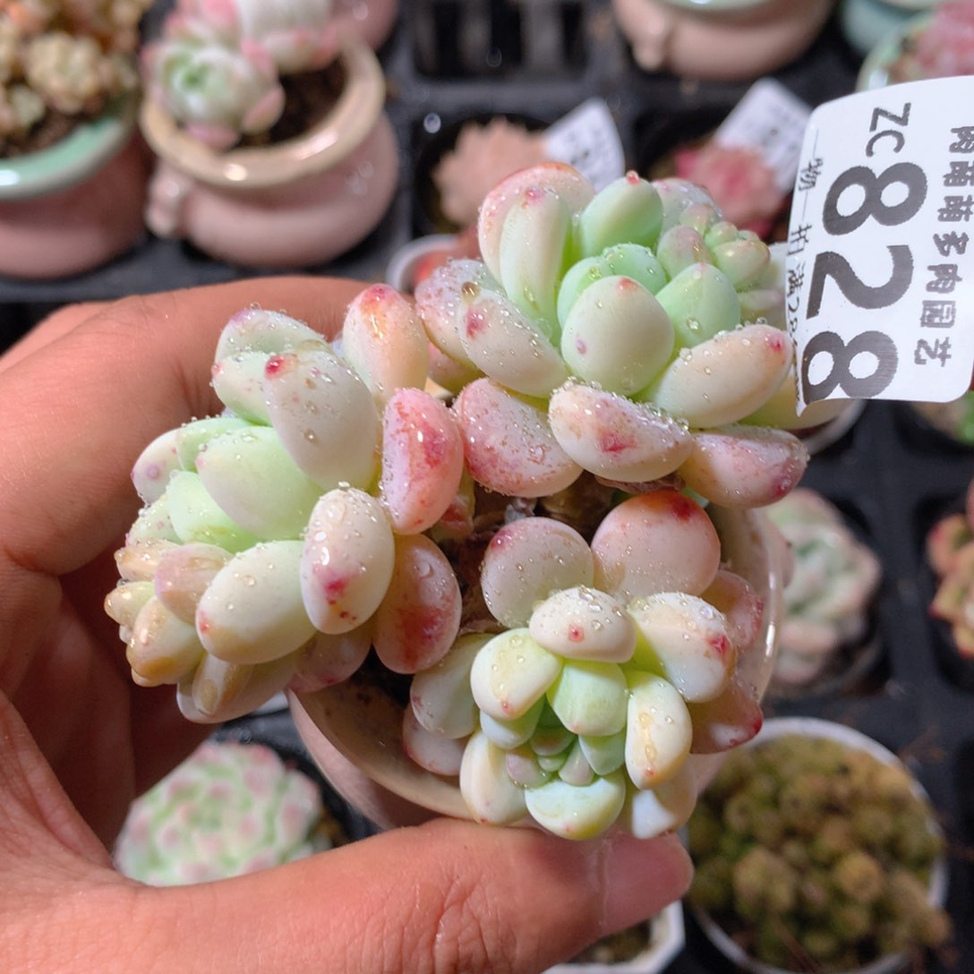 5CM拇指盆精控多肉ZC828