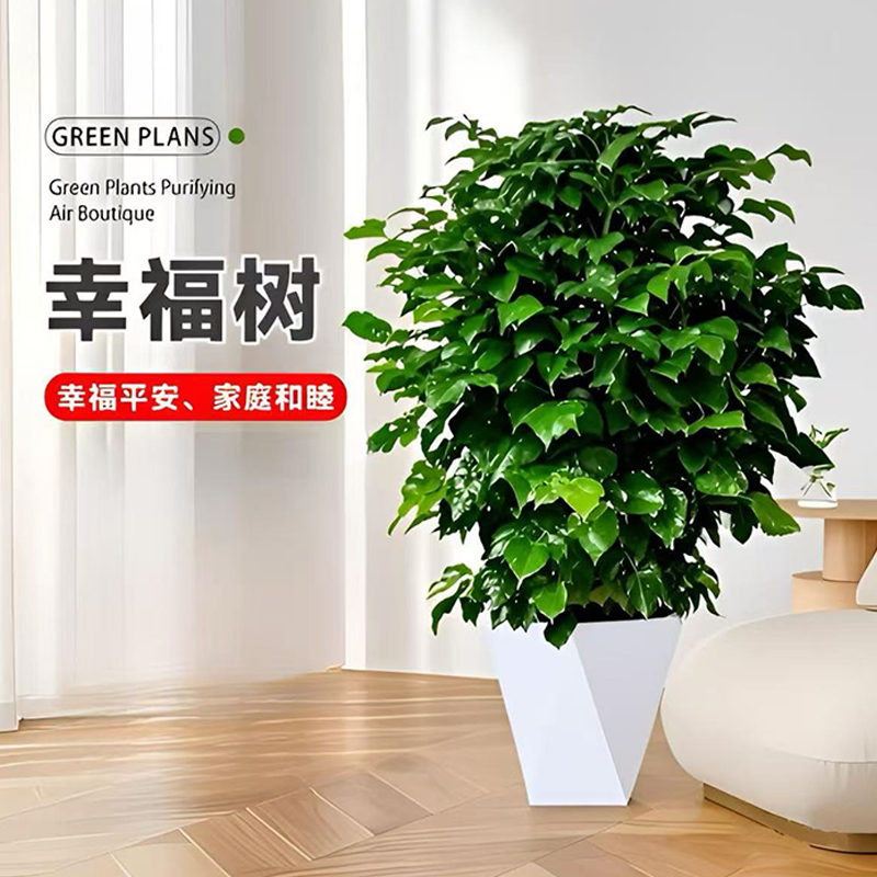 70-80cm控根丛生幸福树观叶绿植 配白色菱形盆