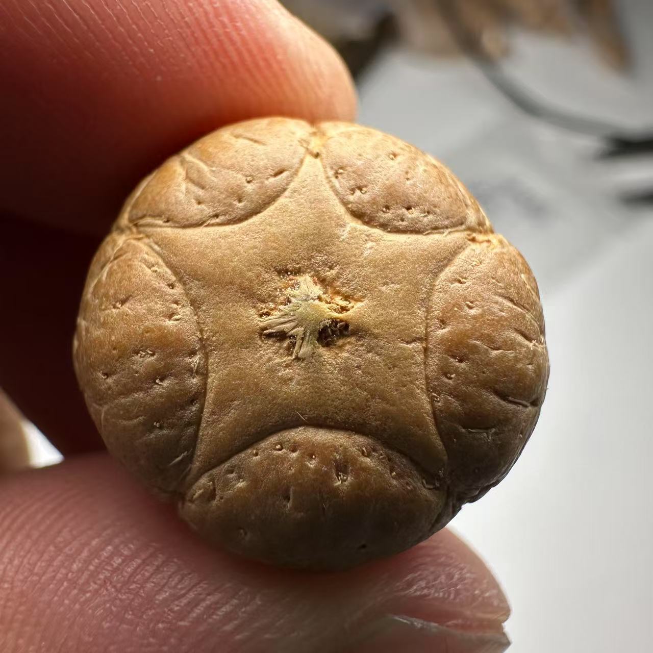 尼泊尔五星菩提，尺寸20，sss系列，货号45