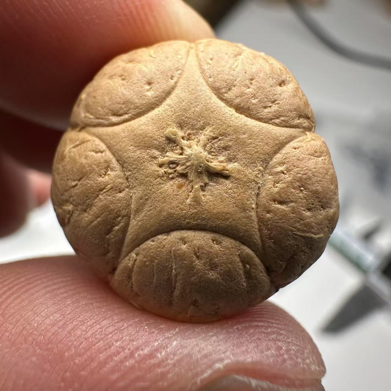 尼泊尔五星菩提，尺寸19，sss系列，货号91