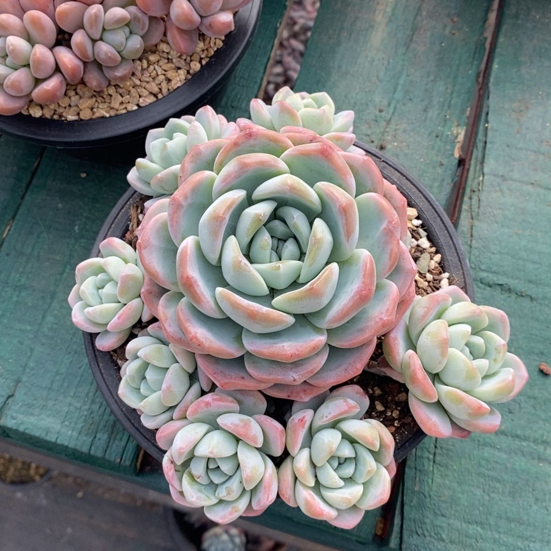 福利自然群捧花，123457689