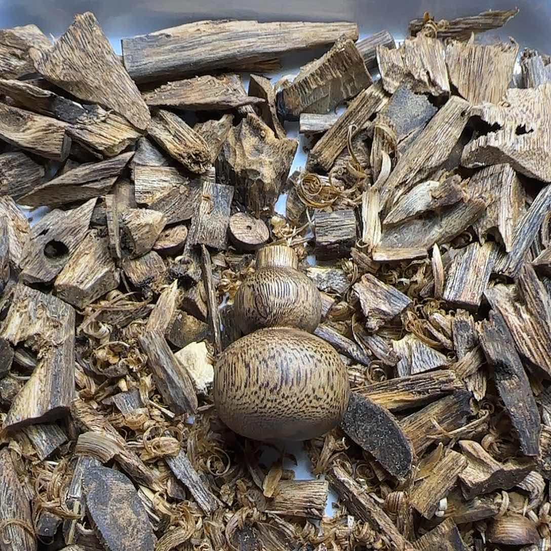 沉香碎屑沉香小葫芦3.8克