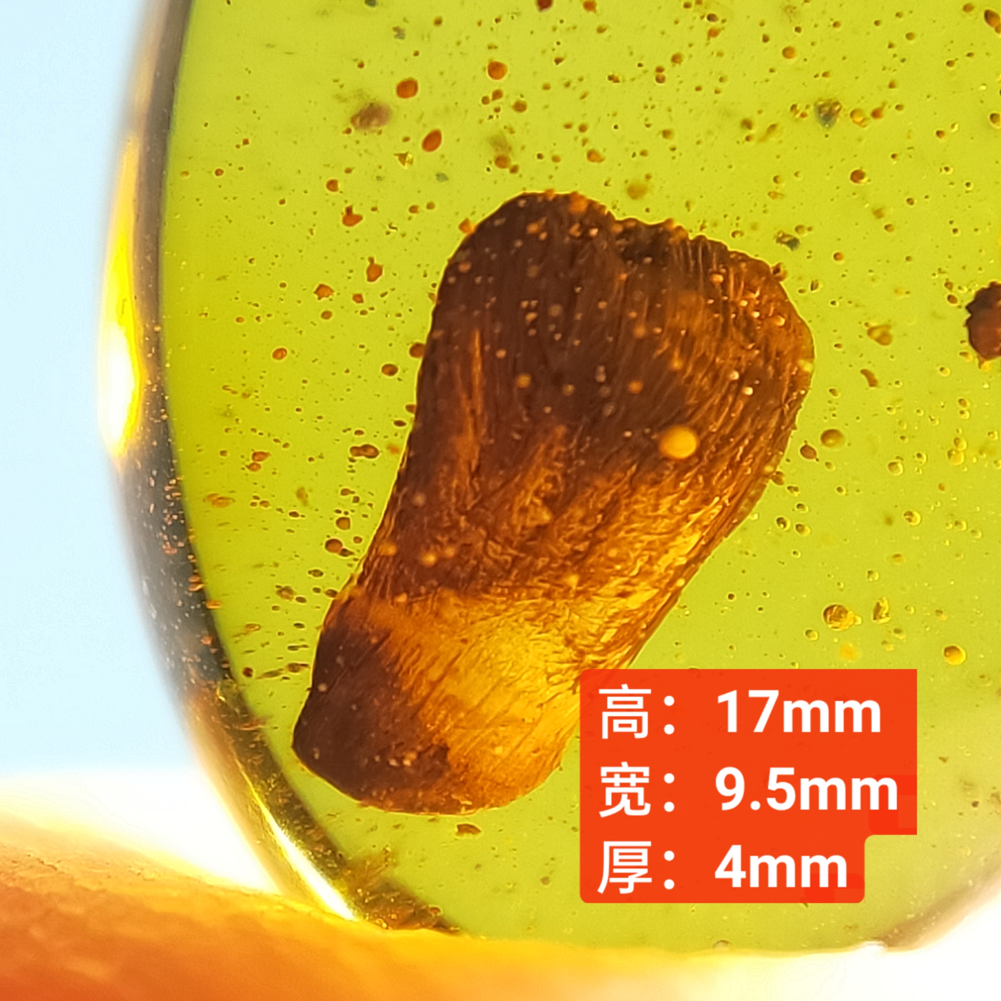 菌类天然缅甸琥珀植物无优化原矿原石裸石化石珠宝首饰保真