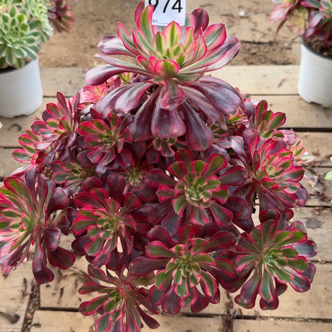 【闪购商品】974多肉