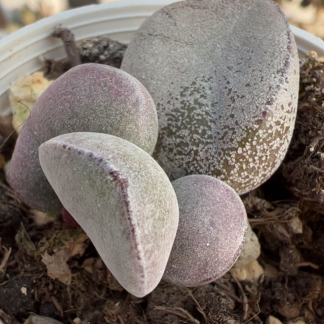 紫色厚粉款实生新品大苗