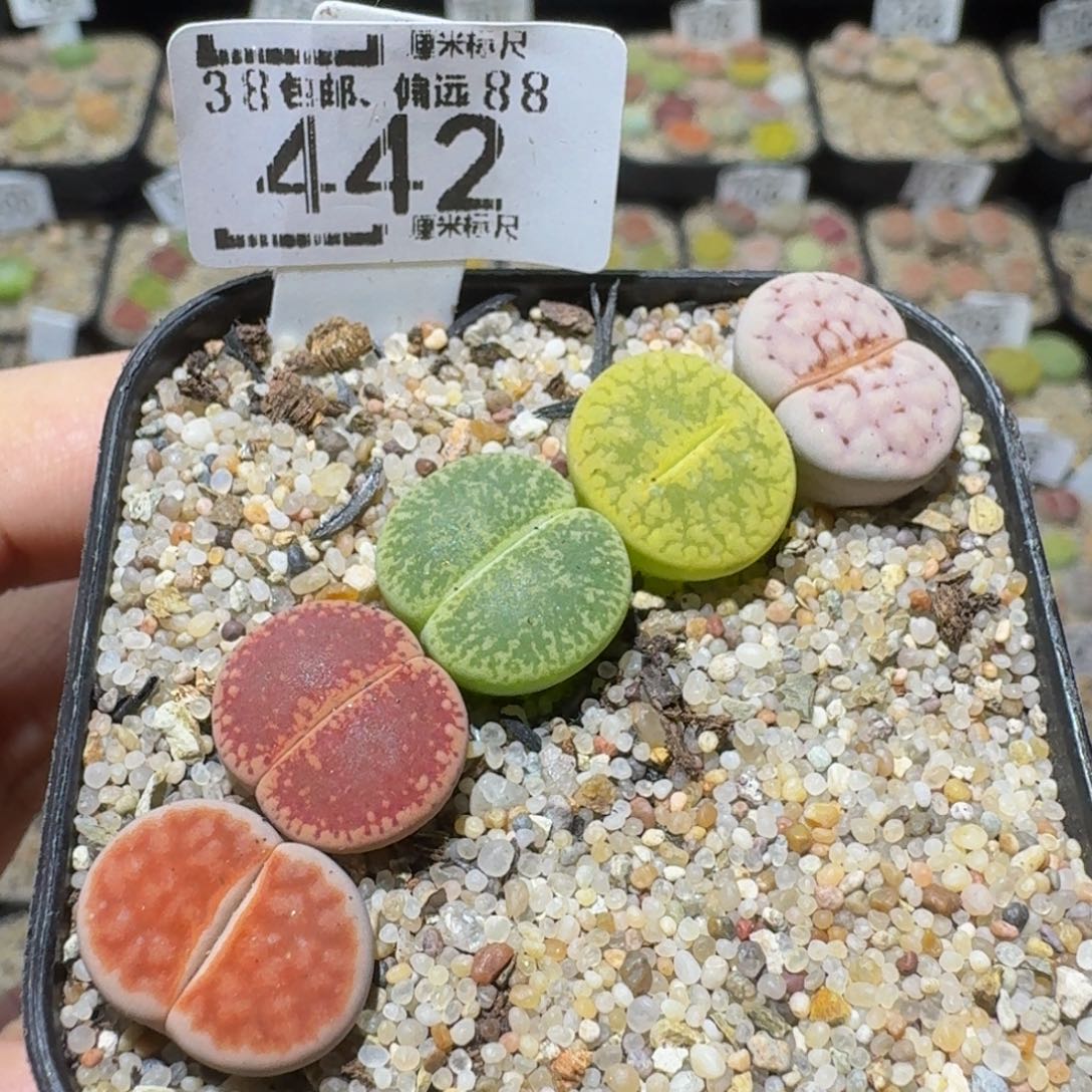 Ssss精品生石花442