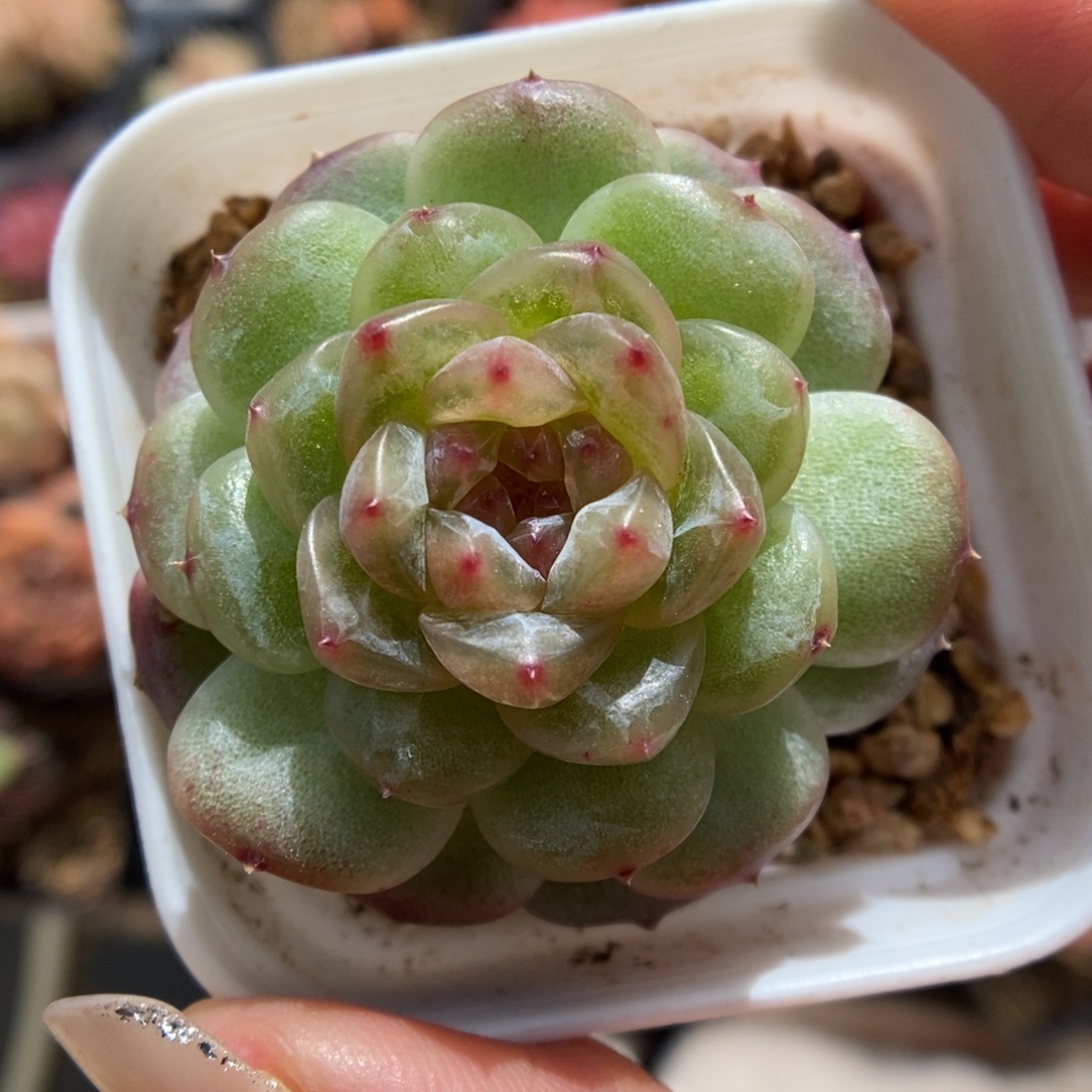 透心珍妮947号。   