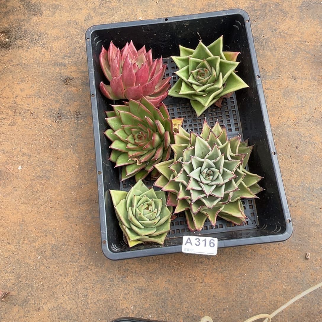 若如东云筐拍A316