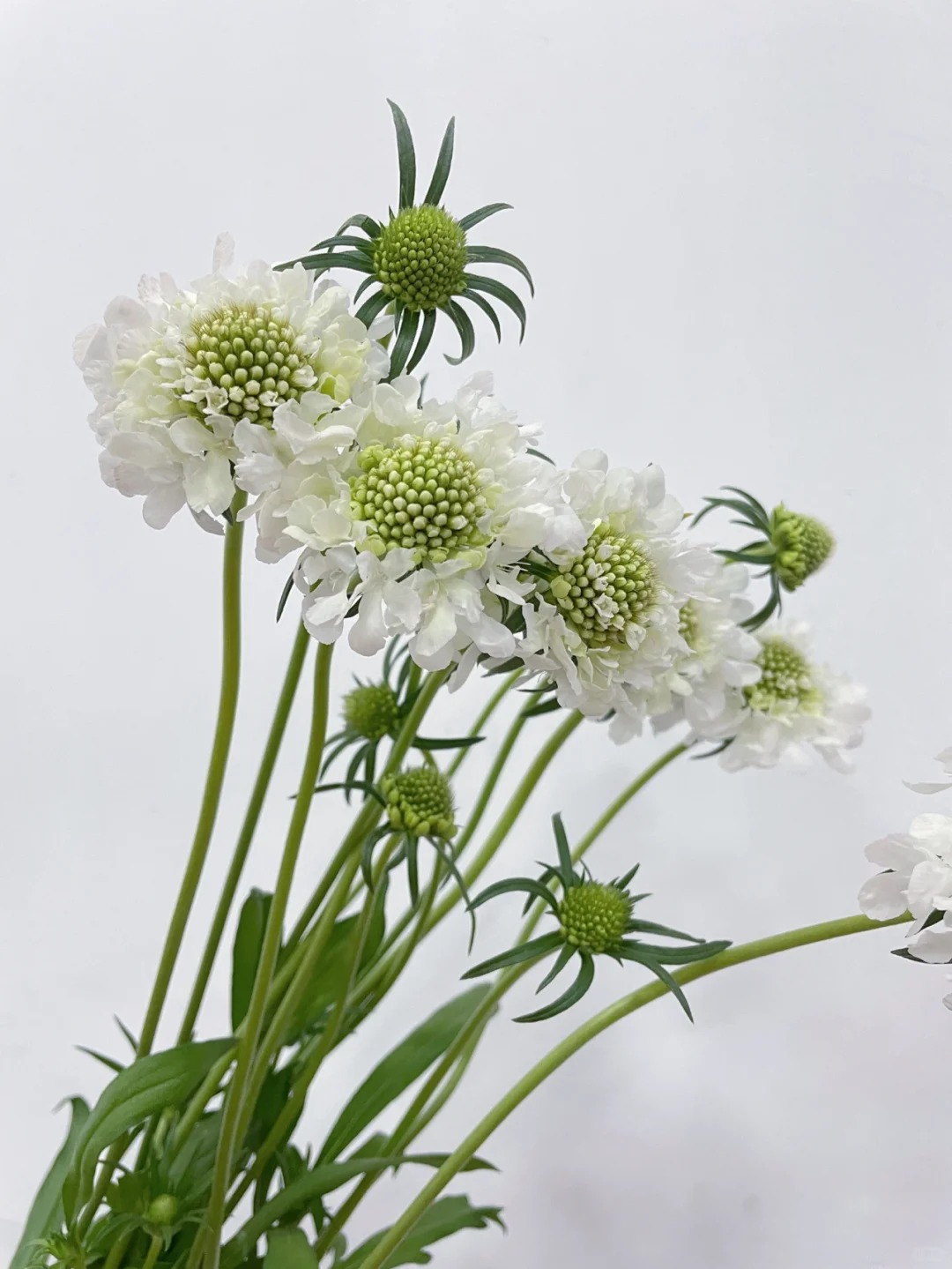 松虫草鲜切花基地包邮婚庆配花配草节日鲜花新鲜