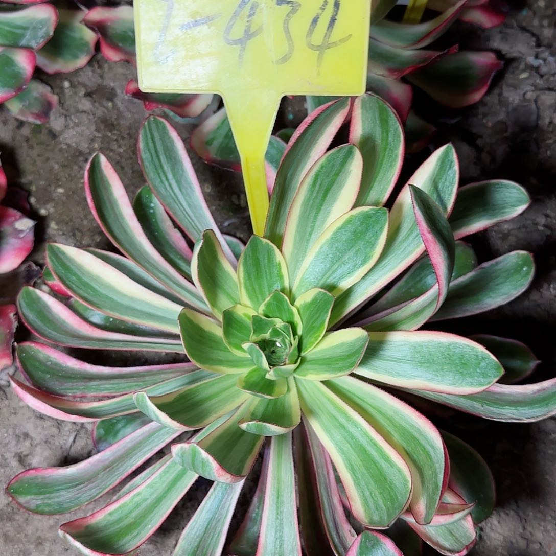 2-434--+多头多肉植物