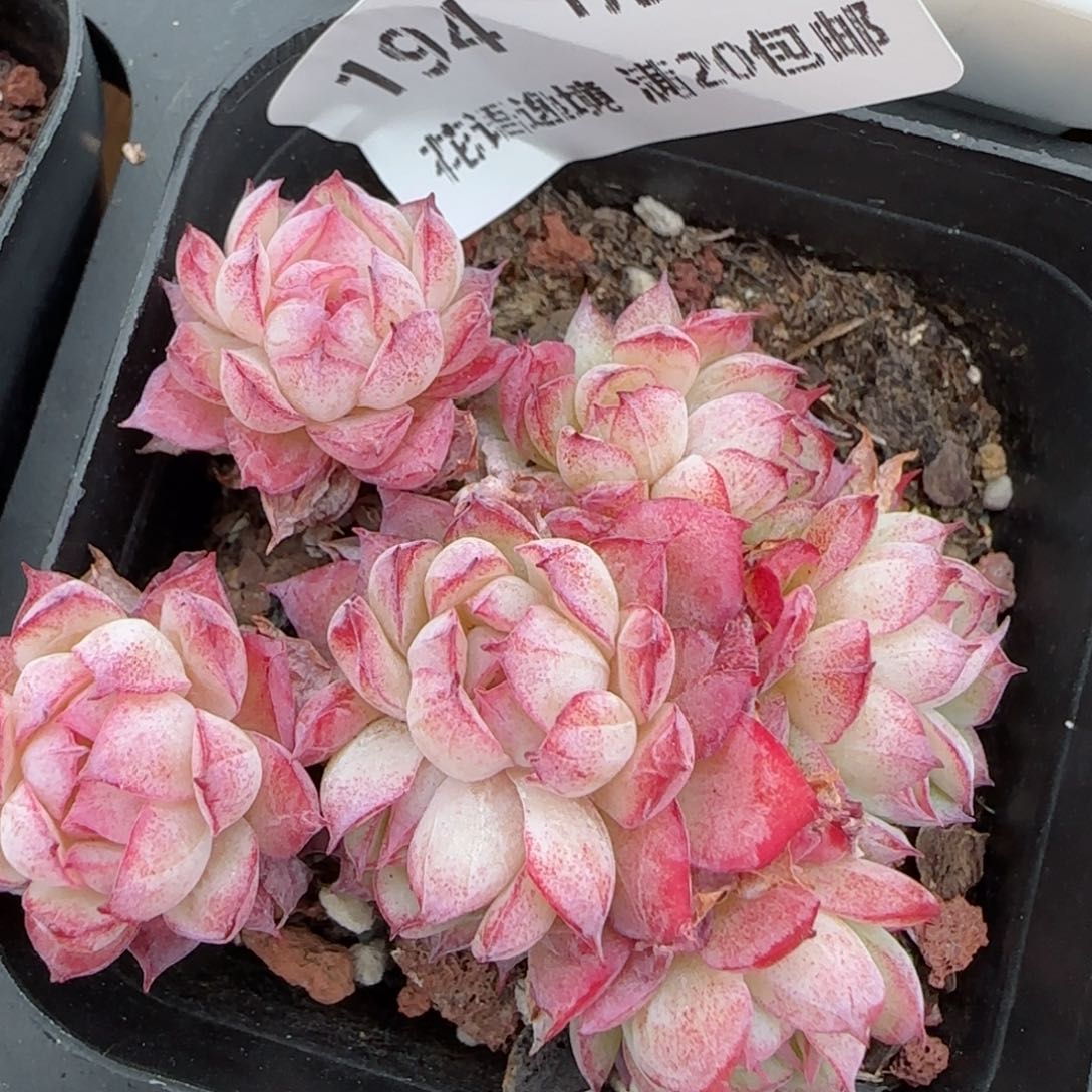 花语逸镜0128-194