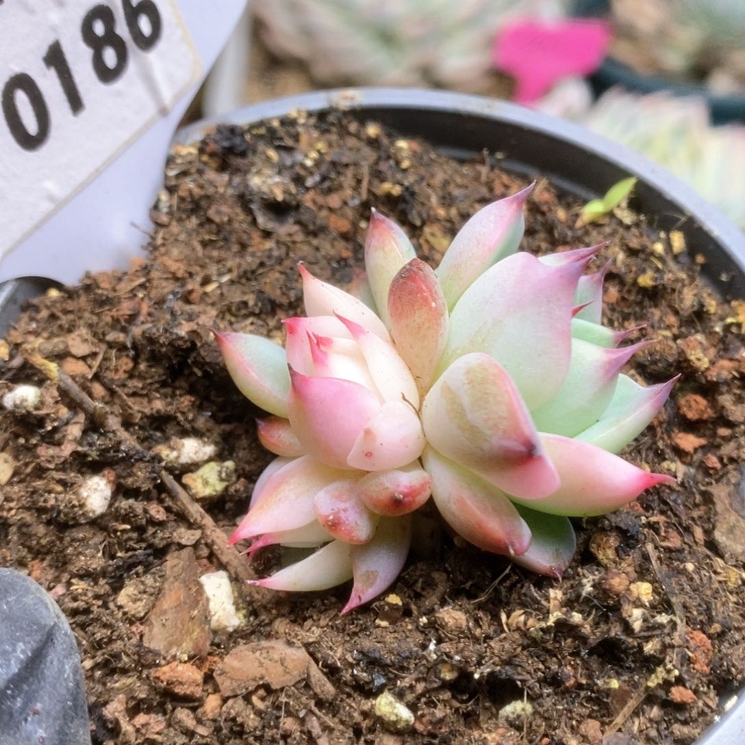 186锦锦锦锦锦锦锦锦