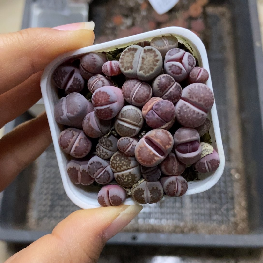 7753一盒紫混瑕疵