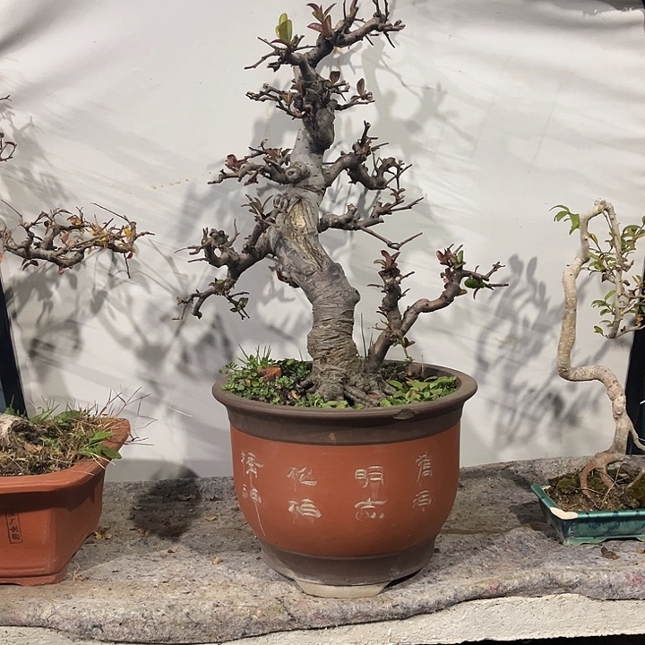 无花朵明***好盆景植物800元