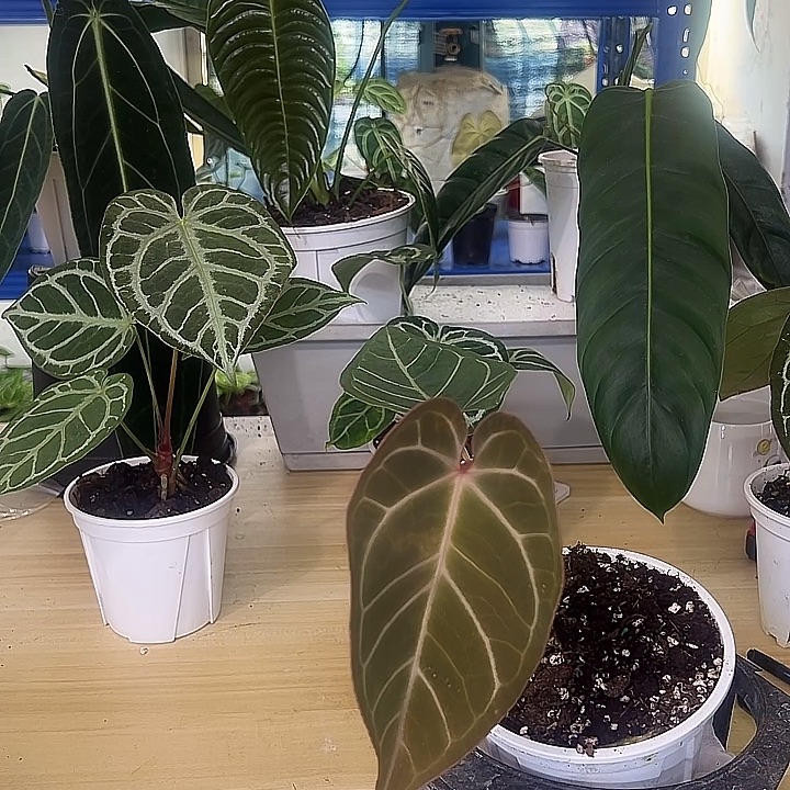 无花朵红水晶杂绿丝绒