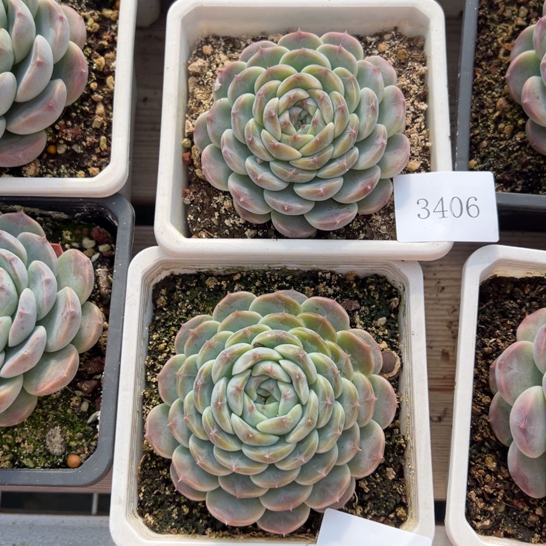 冰*花3406 3407肉肉肉肉肉肉