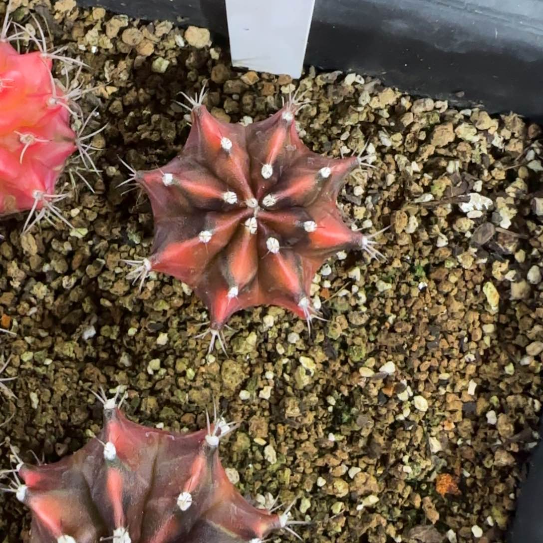 21-0116泰国发货多肉