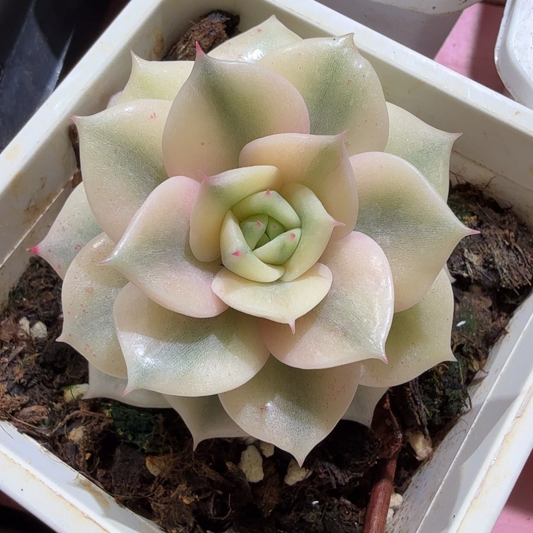 贝加尔湖，多肉植物