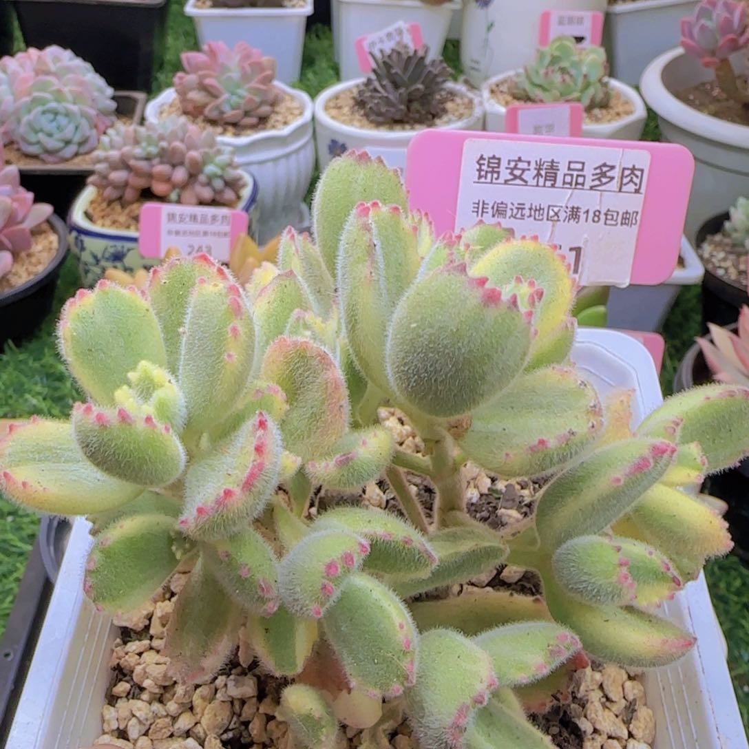 锦安精品多肉植物251