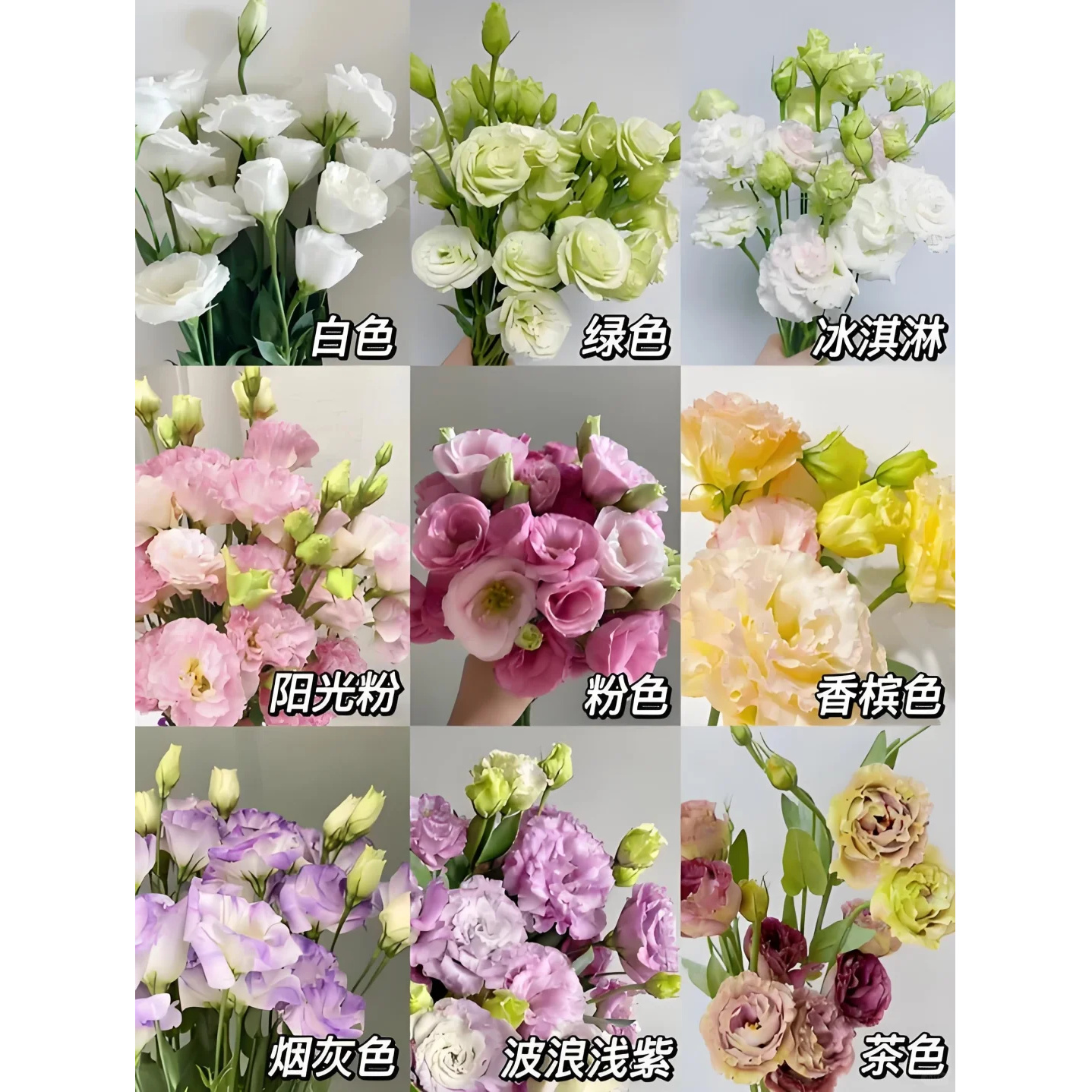 【混色洋桔梗400g】云南新鲜鲜花基地直发无刺玫瑰任意两件发顺丰