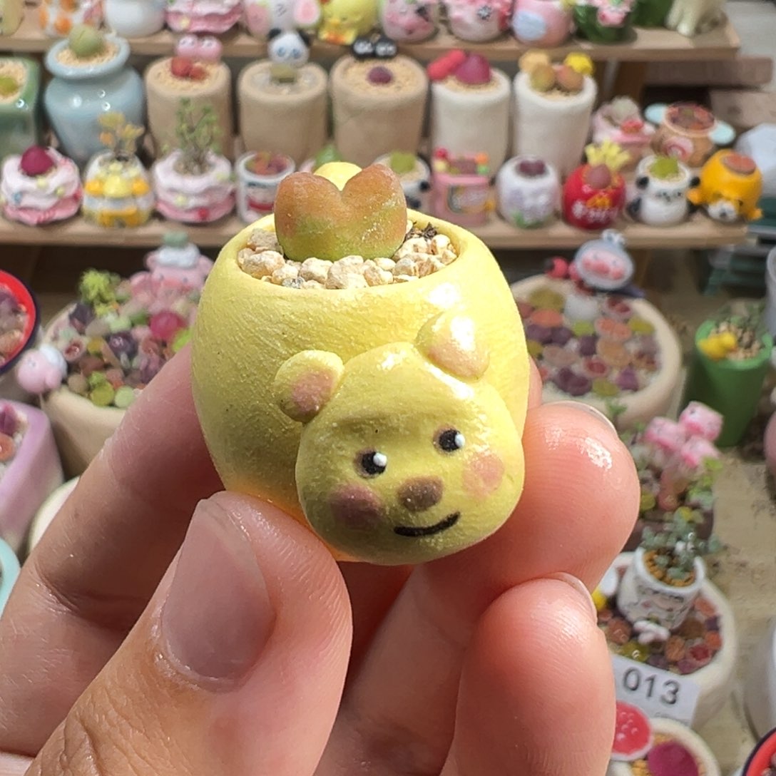 多肉植物22号拇指盆