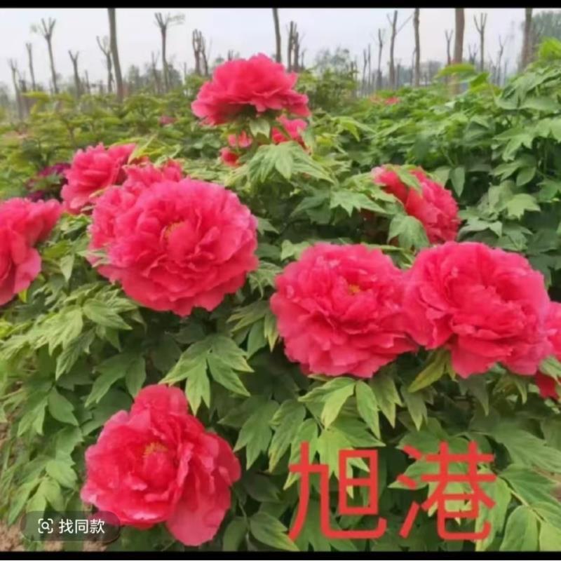 （旭港牡丹）红色系观赏牡丹花苗 菏泽重瓣牡丹花树苗耐寒热好养
