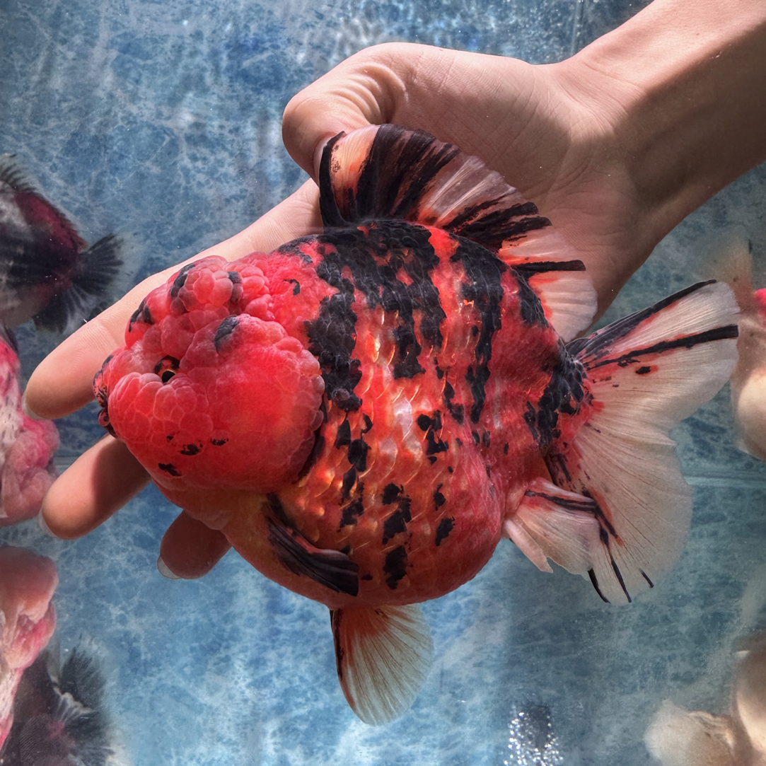 玛丽泰狮 精品 一鱼一拍 