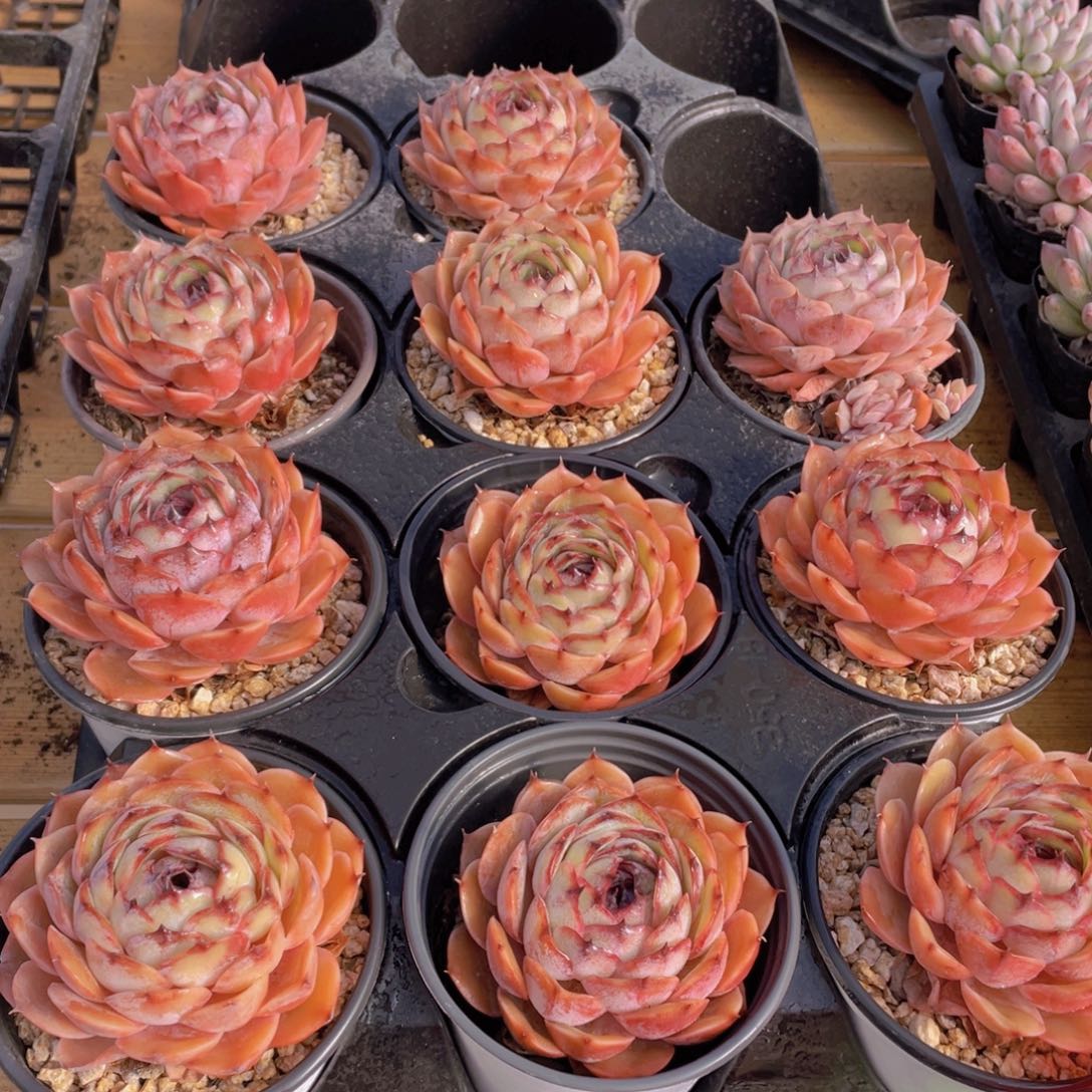 1210号 糖心昂斯诺多肉大单头一个