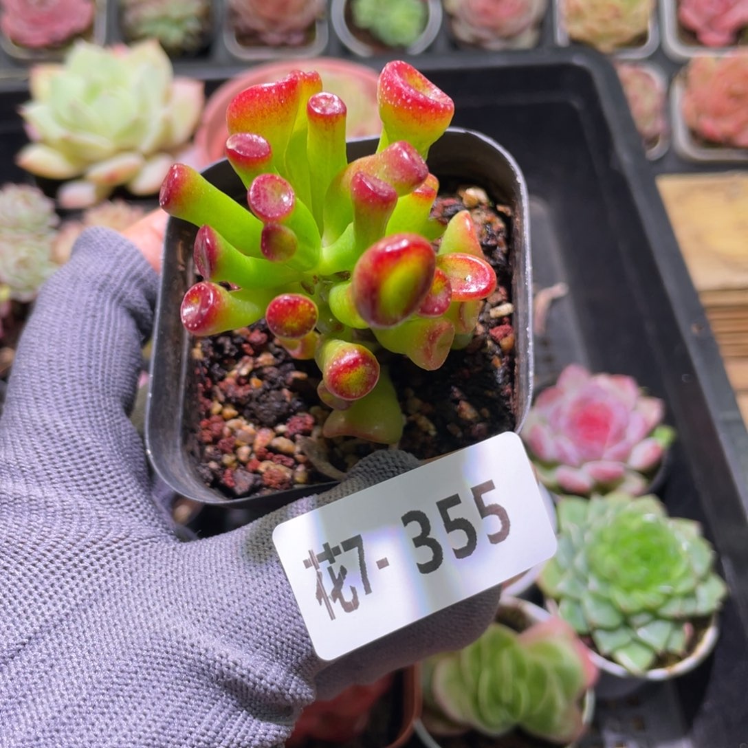 花利美7-355吸财树