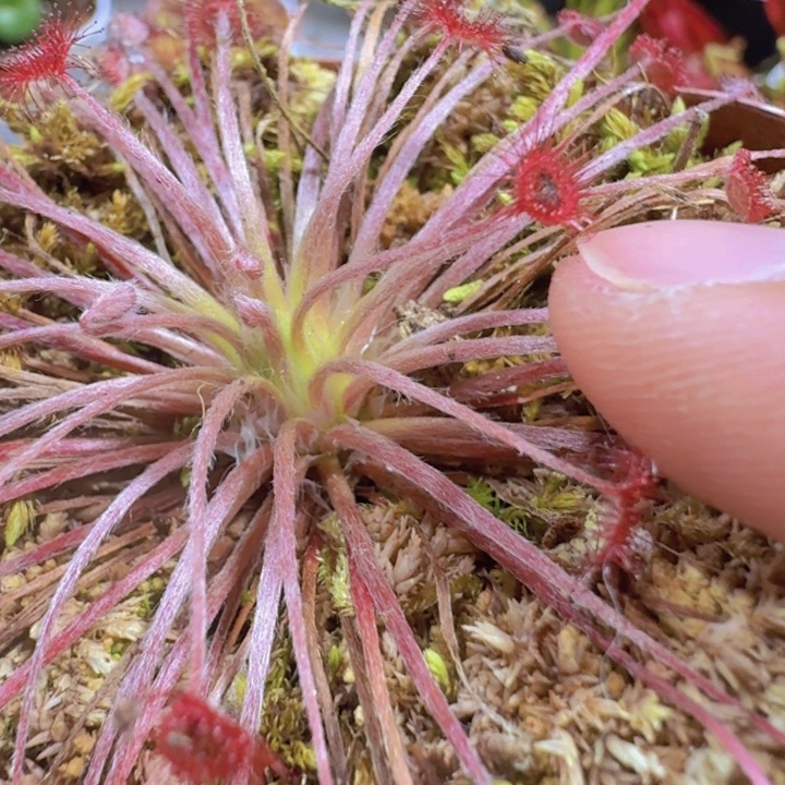 孔雀捕虫堇一颗福利