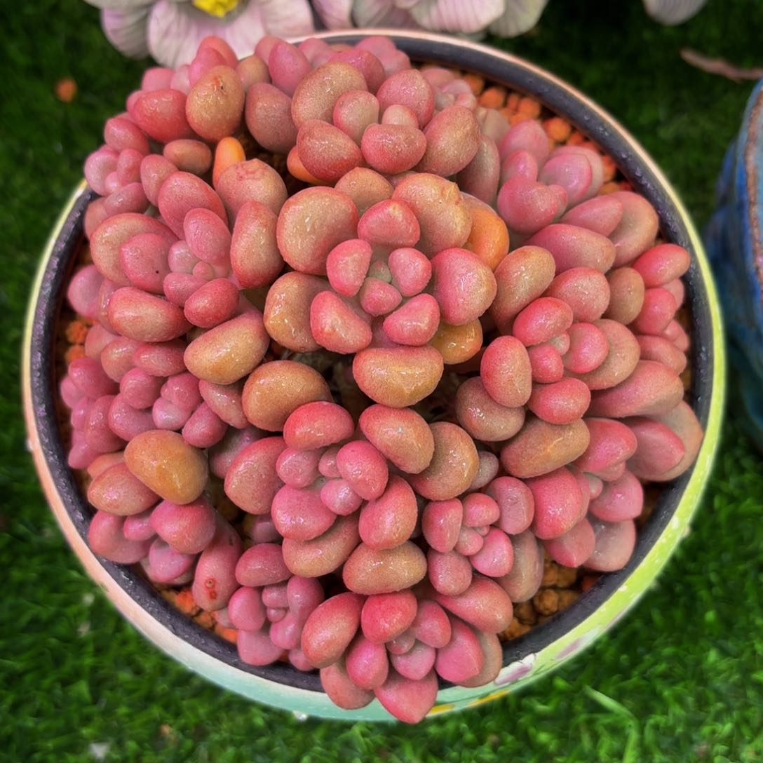 先锋派，多肉植物