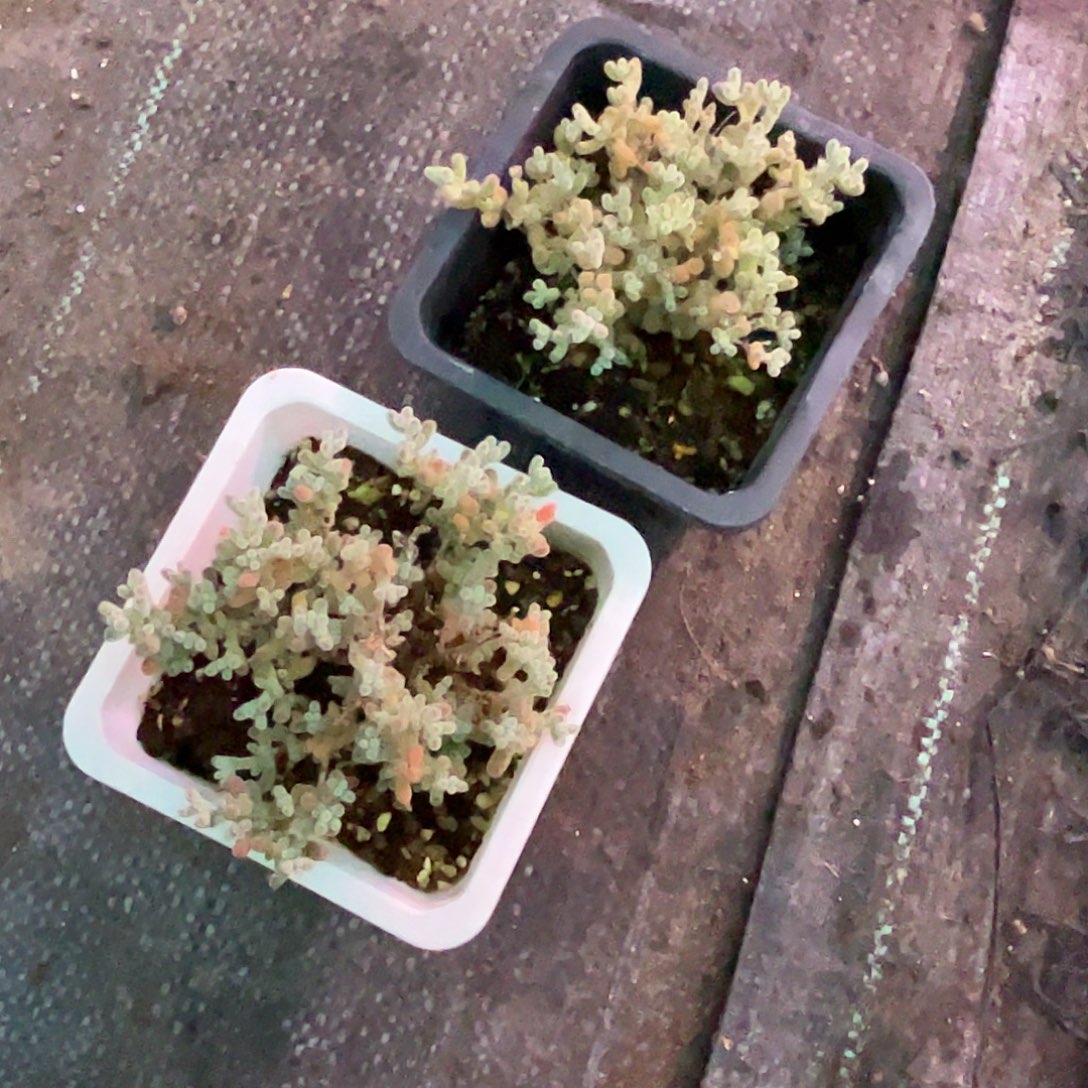 ****宝冰晶优选枝干番杏