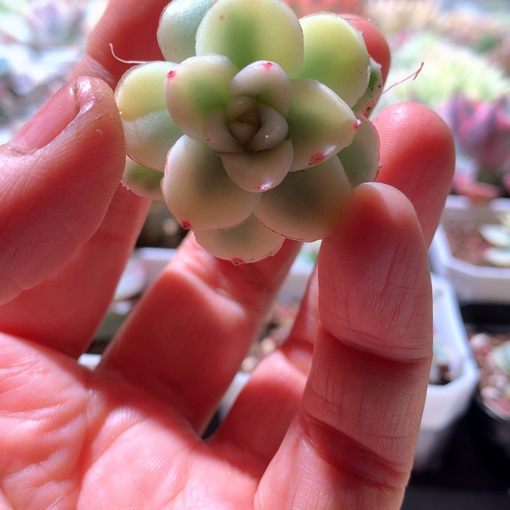 雪鸢白覆轮锦有根