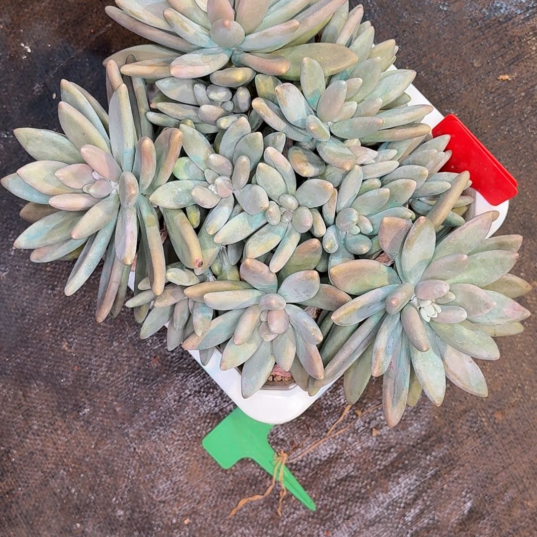 蔬***子多肉植物hhfss111