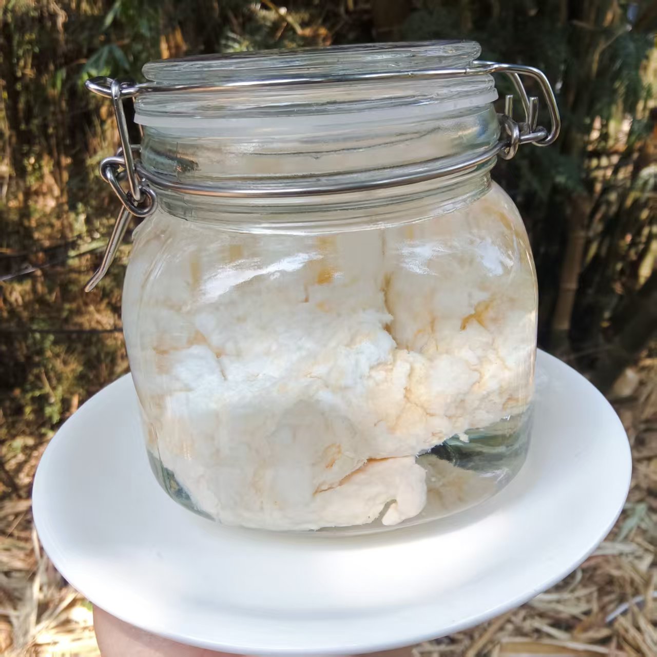 1【天-然-石-太-岁】菌净含量：50-1500g【小田现收】菌