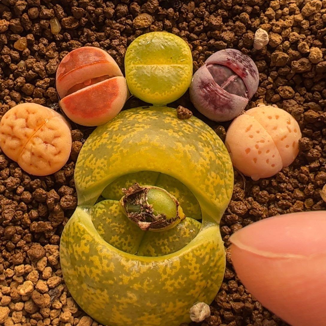 一组特价多肉植物百科