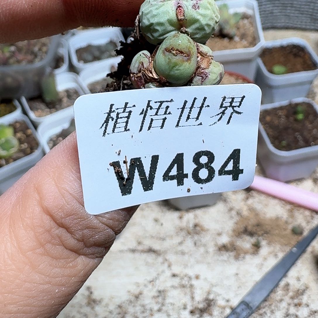 484盒多肉植物哇c
