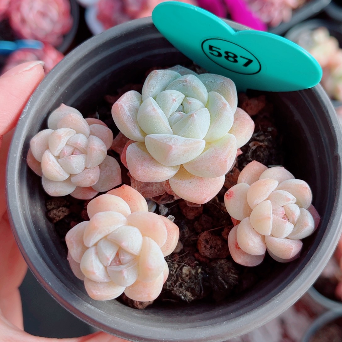 589号小老桩冰玉群