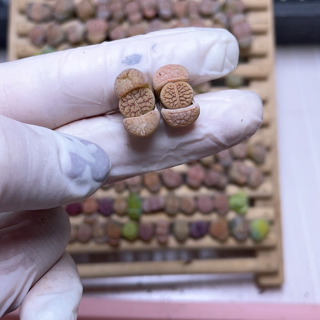 185号 线招福 888888