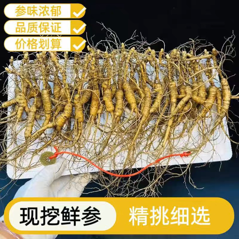 长白山林下新鲜养生滋补可煮茶泡水煲汤泡酒实物截图
