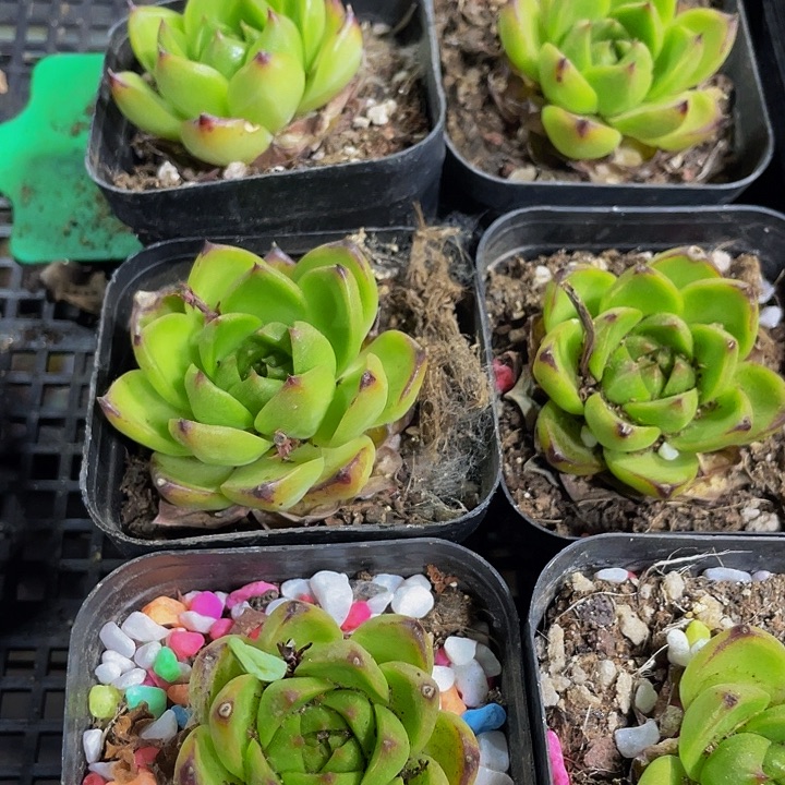 月亮石带盆土发货