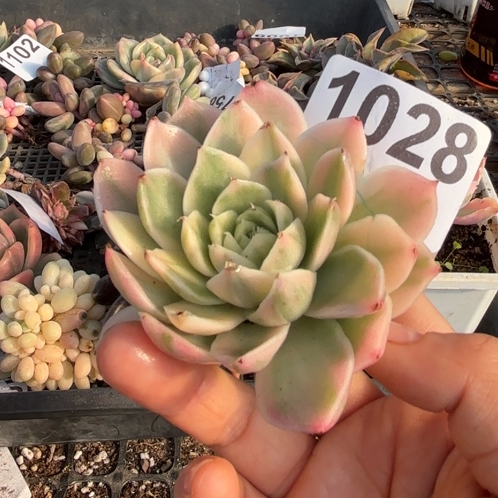 多肉植物满18包邮当场凑单