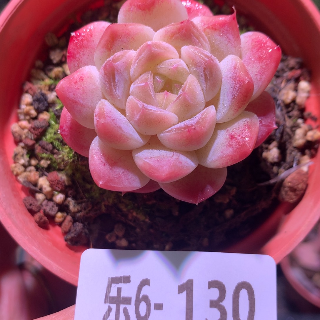 乐然 6-130 秘境冰魄 