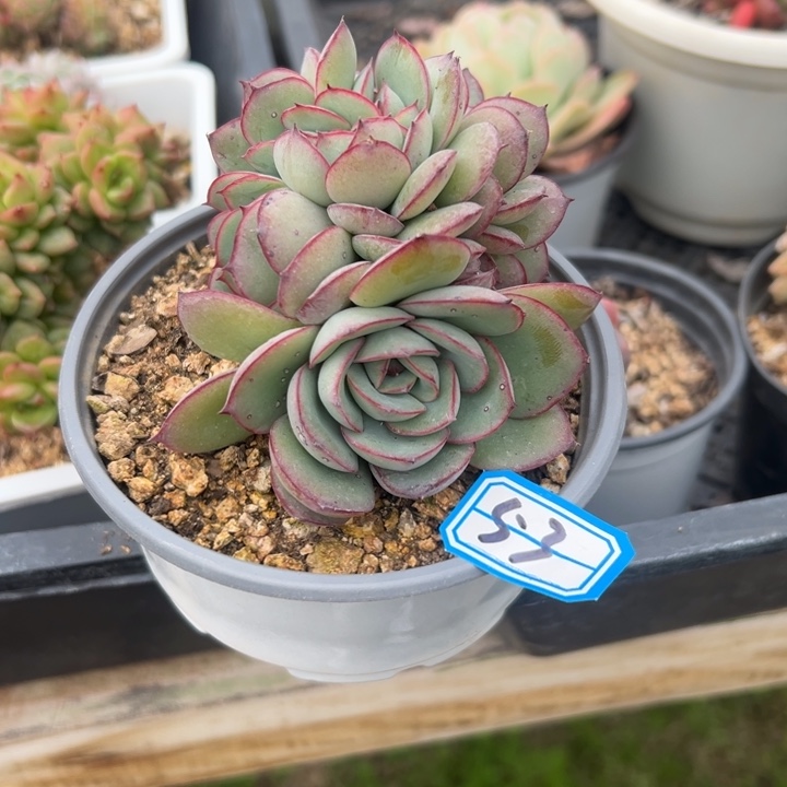 青****一物一拍牡丹亭多肉53