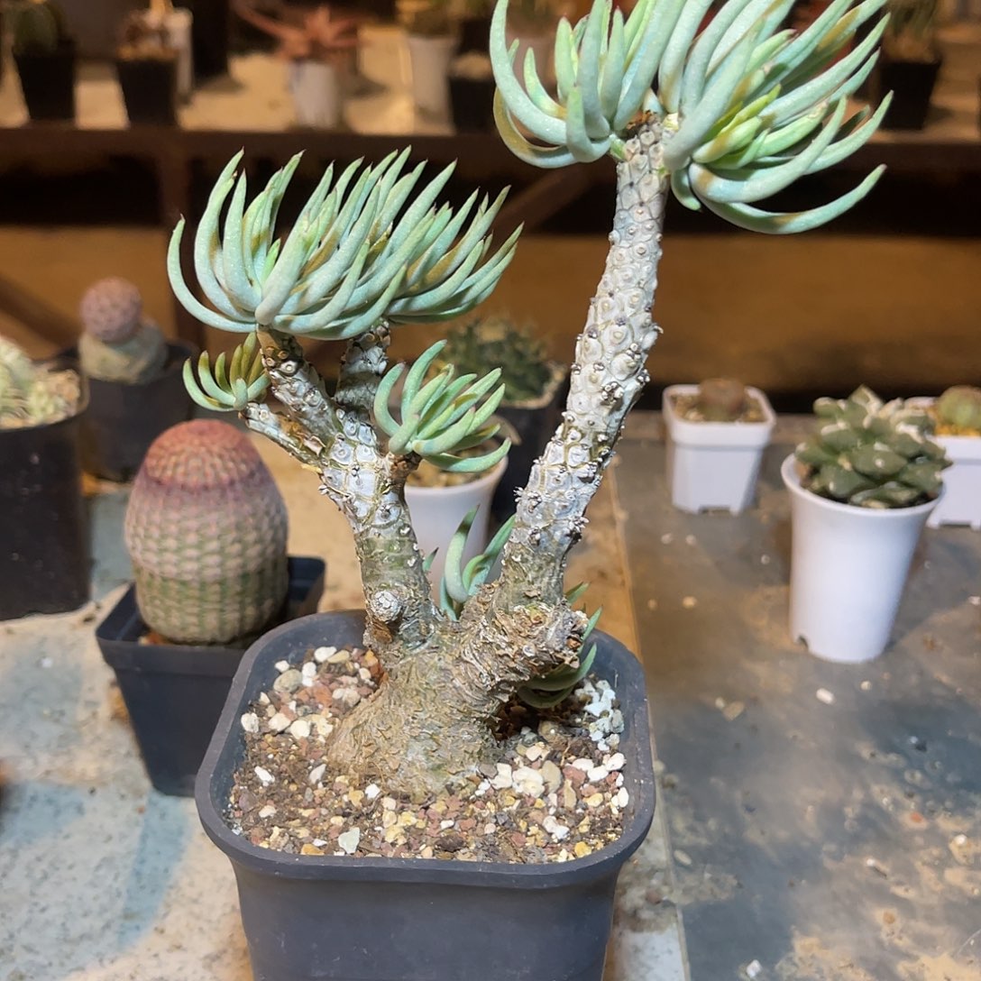 老家产地白象奇峰锦