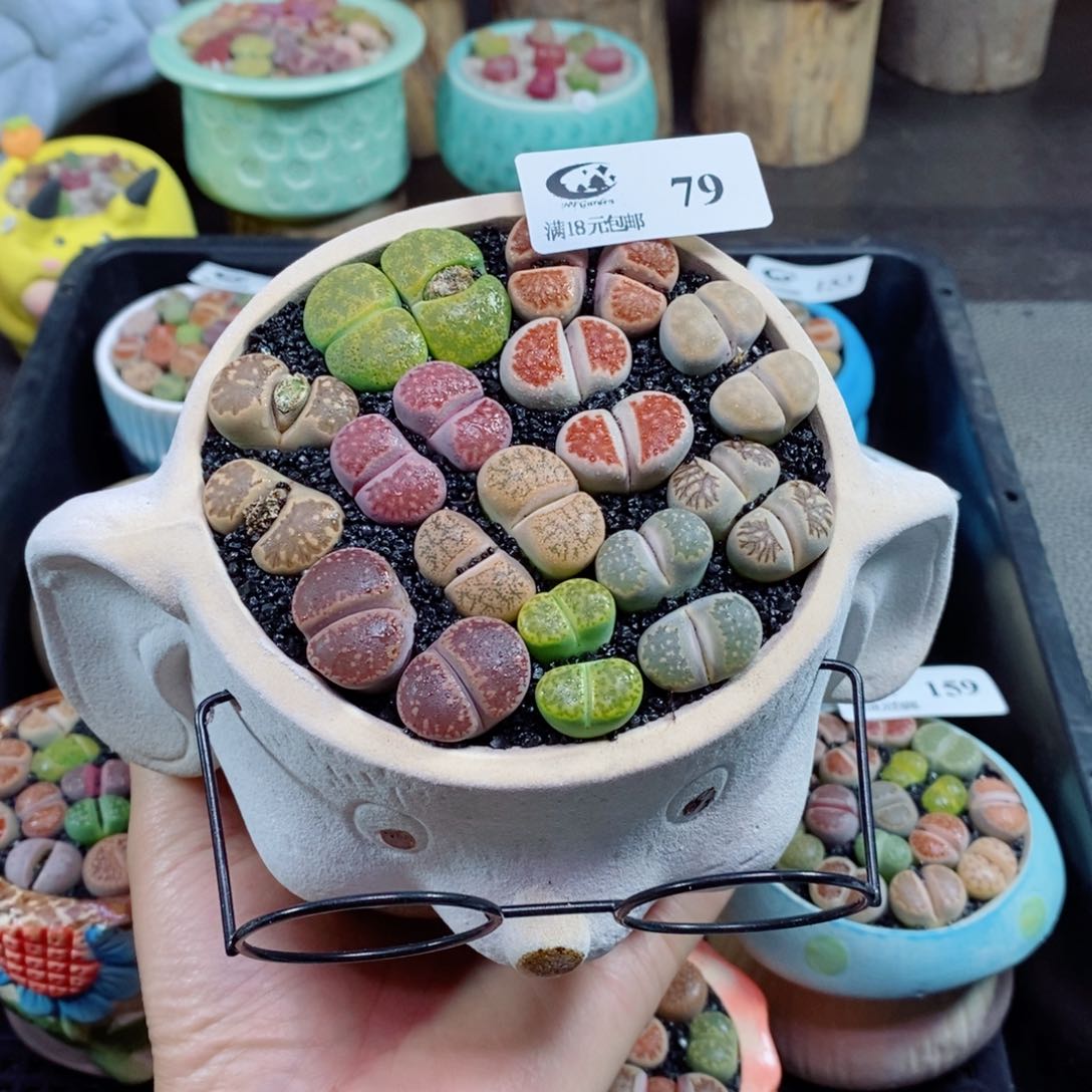 生石花花哈花花79