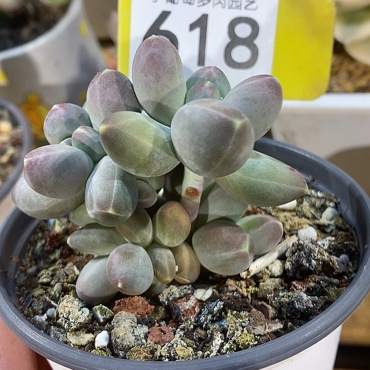 星空美人618号的啊啊啊多肉啊啊