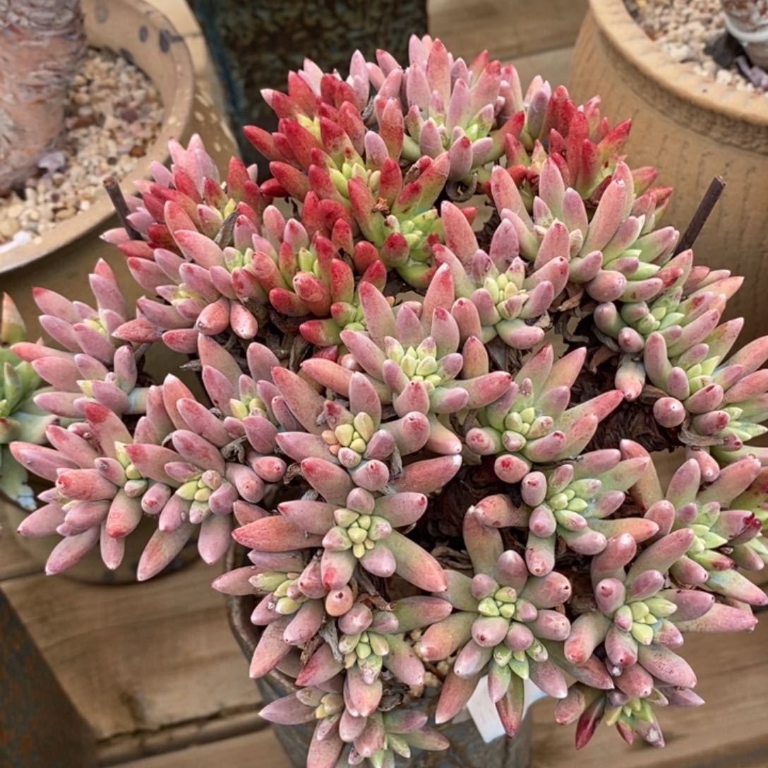 绿菊大群红色漂亮的